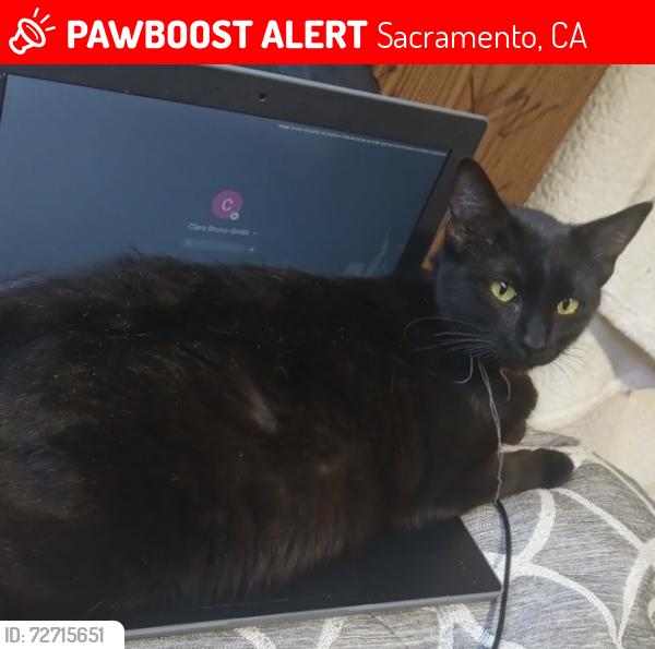 Lost Female Cat last seen W. El Camino ave, Sacramento, CA 95833