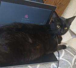 Lost Female Cat last seen W. El Camino ave, Sacramento, CA 95833