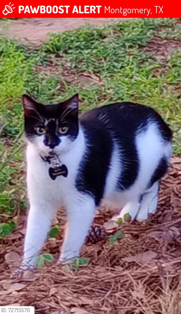 Lost Male Cat last seen Highway 105/ Pine Lake Road, Montgomery, TX 77316