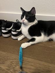 Lost Male Cat last seen Near arcane st in Dove Hallow near Tom Thumb, Waxahachie, TX 75165