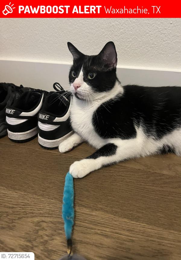 Lost Male Cat last seen Near arcane st in Dove Hallow near Tom Thumb, Waxahachie, TX 75165