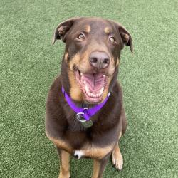Shelter Stray Male Dog last seen , Los Angeles, CA 90018