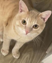 Lost Male Cat last seen Wetstein Ave, Talbott, Bardstown Rd. , Louisville, KY 40205