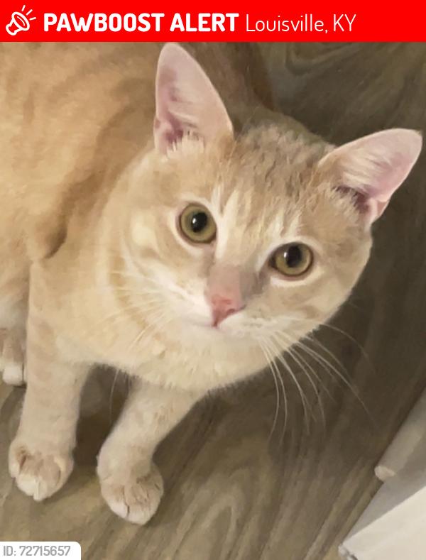 Lost Male Cat last seen Wetstein Ave, Talbott, Bardstown Rd. , Louisville, KY 40205
