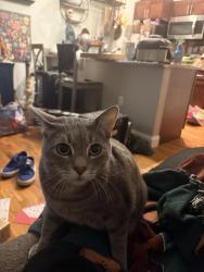 Lost Male Cat last seen Chester Frost Park, Chattanooga, TN 37343