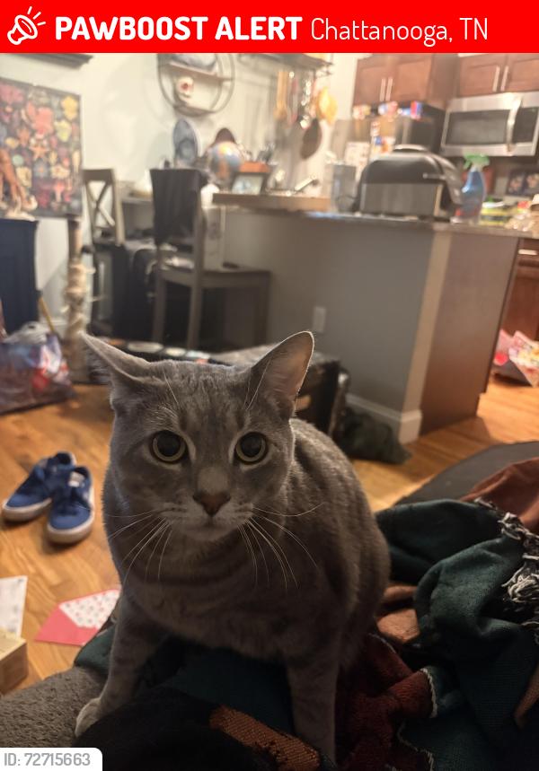 Lost Male Cat last seen Chester Frost Park, Chattanooga, TN 37343