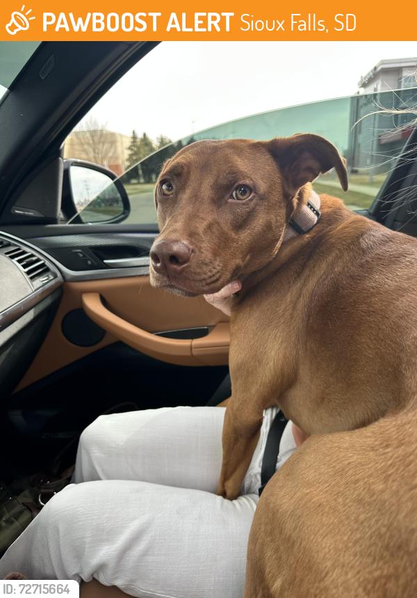 Found/Stray Female Dog last seen 49th & Marion Sioux Falls, Sioux Falls, SD 57106