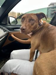 Found/Stray Female Dog last seen 49th & Marion Sioux Falls, Sioux Falls, SD 57106