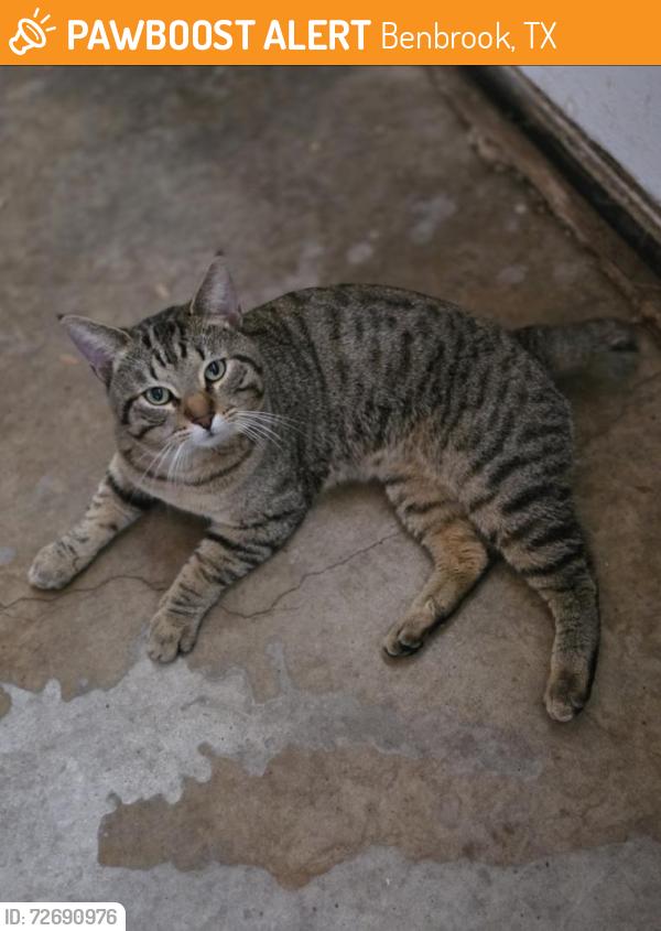 Found/Stray Male Cat last seen Eric Ln & S Cozby St, Benbrook, TX 76126