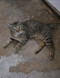 Found/Stray Male Cat last seen Eric Ln & S Cozby St, Benbrook, TX 76126