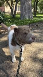 Found/Stray Female Dog last seen Rivera Dr and Glen Abbey, Mansfield, TX 76063