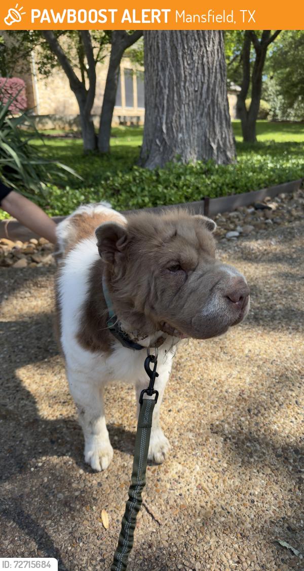 Found/Stray Female Dog last seen Rivera Dr and Glen Abbey, Mansfield, TX 76063
