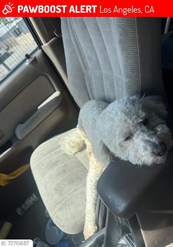 Lost Male Dog last seen Pacoima Spreading Grounds, Los Angeles, CA 91331