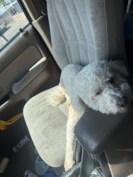 Lost Male Dog last seen Pacoima Spreading Grounds, Los Angeles, CA 91331