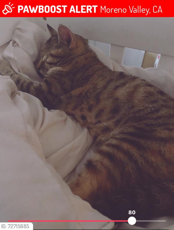 Lost Female Cat last seen Ironwood and perris , Moreno Valley, CA 92557
