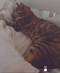 Lost Female Cat last seen Ironwood and perris , Moreno Valley, CA 92557