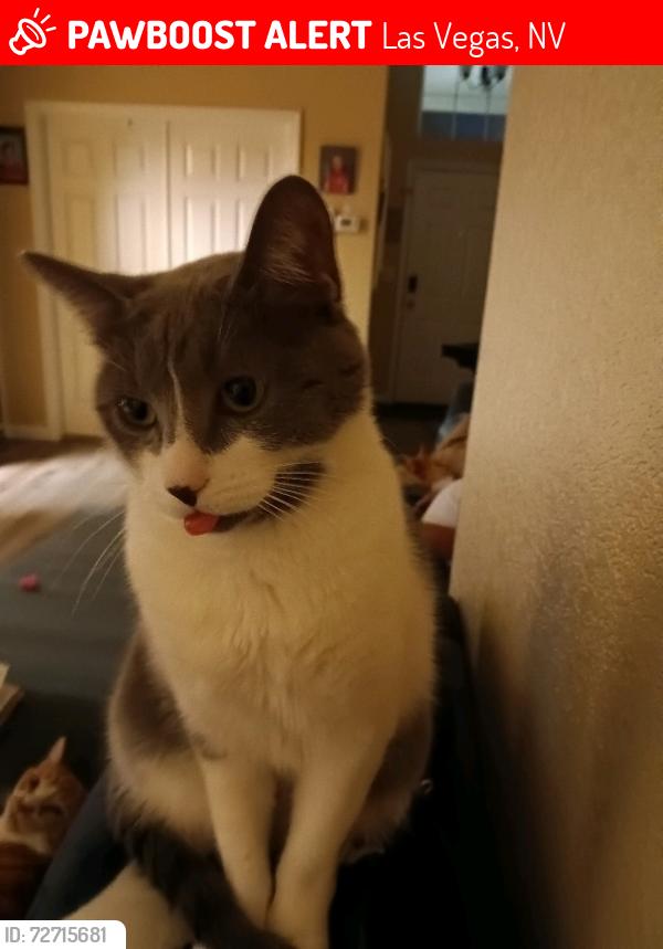 Lost Female Cat last seen Washington/Cimarron , Las Vegas, NV 89128