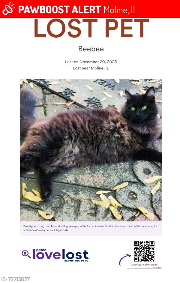 Lost Female Cat last seen Cloverleaf mobile  park, Moline, IL 61265