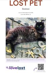 Lost Female Cat last seen Cloverleaf mobile  park, Moline, IL 61265