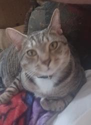 Lost Male Cat last seen Grandin Court Elementary School, Roanoke, VA 24015