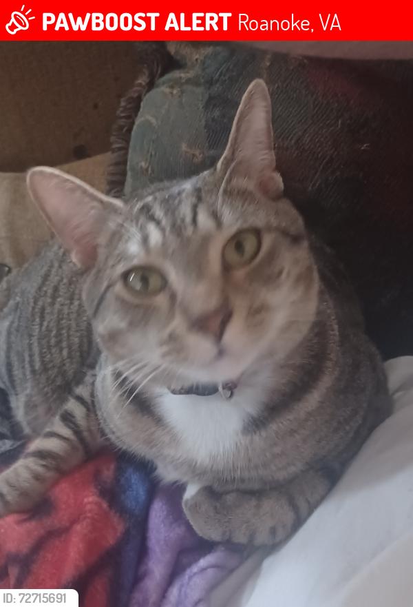 Lost Male Cat last seen Grandin Court Elementary School, Roanoke, VA 24015