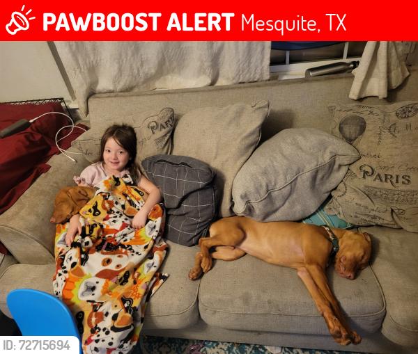 Lost Male Dog last seen Pioneer , Mesquite, TX 75149