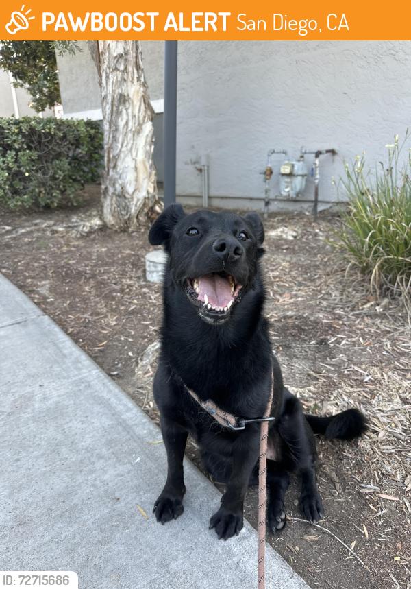 Found/Stray Female Dog last seen Montierra apmts , San Diego, CA 92126