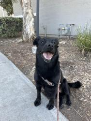 Found/Stray Female Dog last seen Montierra apmts , San Diego, CA 92126