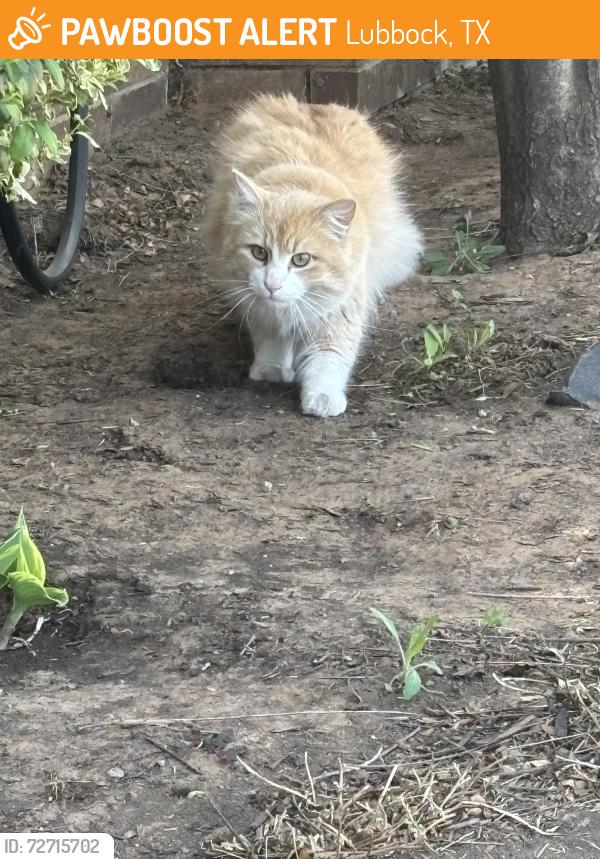 Found/Stray Unknown Cat last seen Kelsey Park, Lubbock, TX 79423