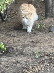 Found/Stray Unknown Cat last seen Kelsey Park, Lubbock, TX 79423