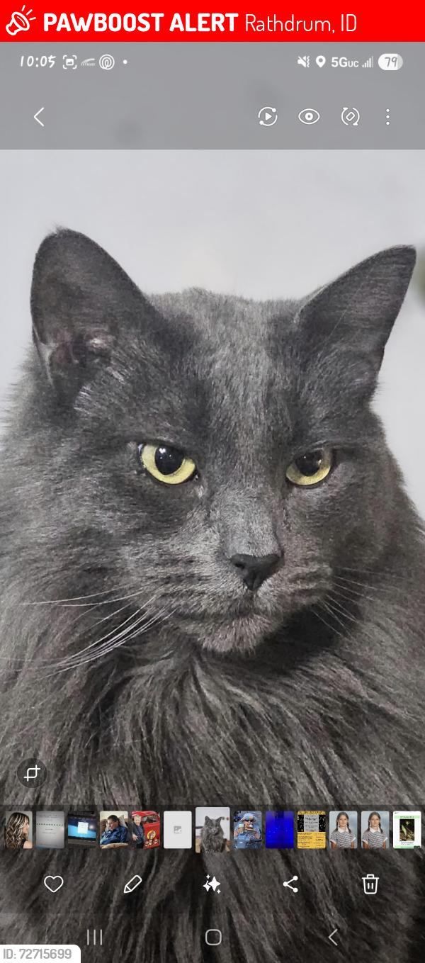 Lost Male Cat last seen Legacy x eden ct, Rathdrum, ID 83858