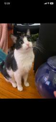 Lost Male Cat last seen 49th st and S Walker Ave, Okc, Oklahoma City, OK 73119