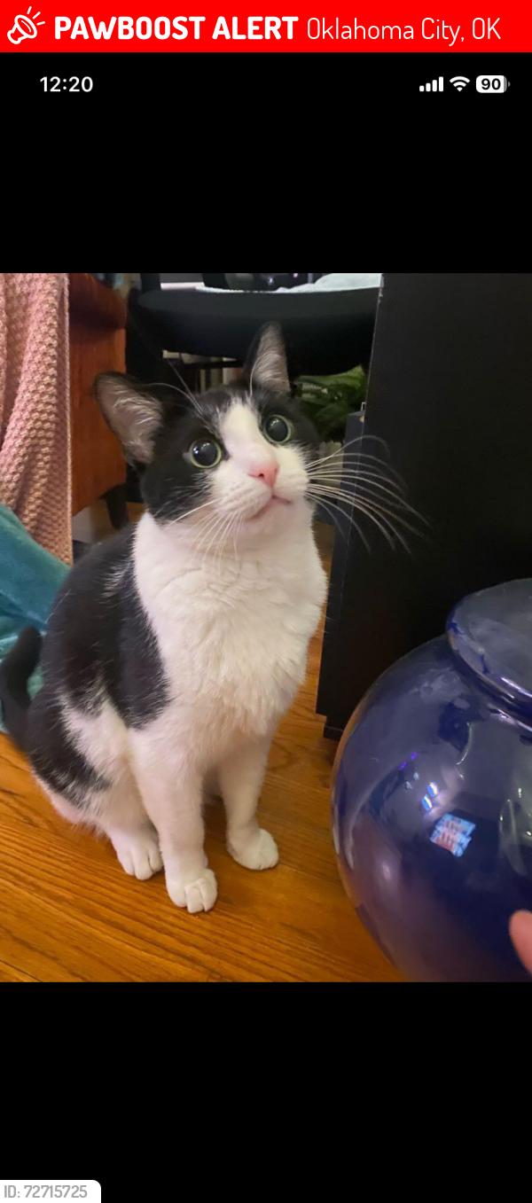 Lost Male Cat last seen 49th st and S Walker Ave, Okc, Oklahoma City, OK 73119