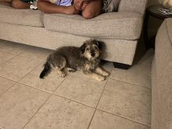 Lost Male Dog last seen Bozman intermediate school , Conroe, TX 77301