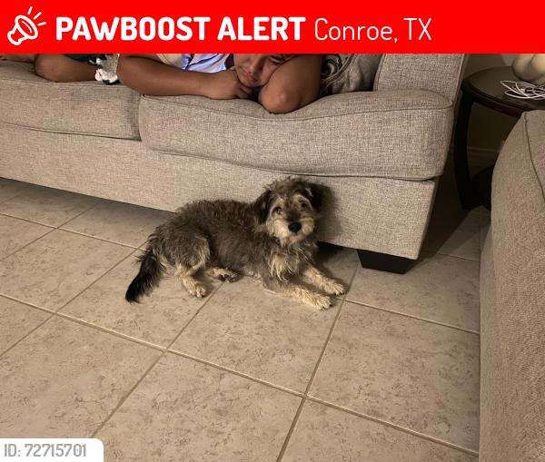 Lost Male Dog last seen Bozman intermediate school , Conroe, TX 77301