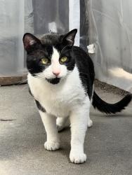 Lost Male Cat last seen A Garden ave, tehama ave, Marín ave, Hayward, CA 94541