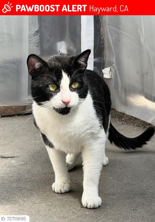 Lost Male Cat last seen A Garden ave, tehama ave, Marín ave, Hayward, CA 94541