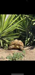 Lost Male Other last seen Imperial Ave/St  Rita church, San Diego, CA 92114