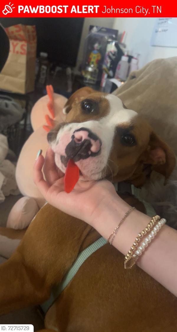 Lost Female Dog last seen Milligan free will Baptist church , Johnson City, TN 37601