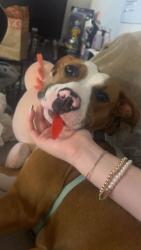 Lost Female Dog last seen Milligan free will Baptist church , Johnson City, TN 37601