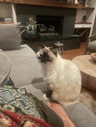 Lost Female Cat last seen La Canada and La Jolla Hermosa Ave , San Diego, CA 92037