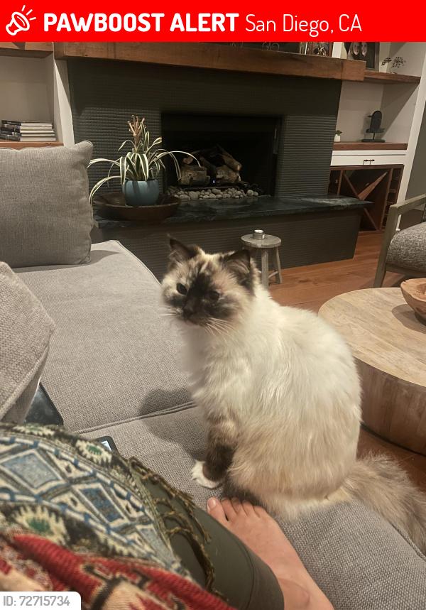Lost Female Cat last seen La Canada and La Jolla Hermosa Ave , San Diego, CA 92037