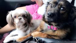 Lost Female Dog last seen 31st & 145tb, Tulsa, OK 74103