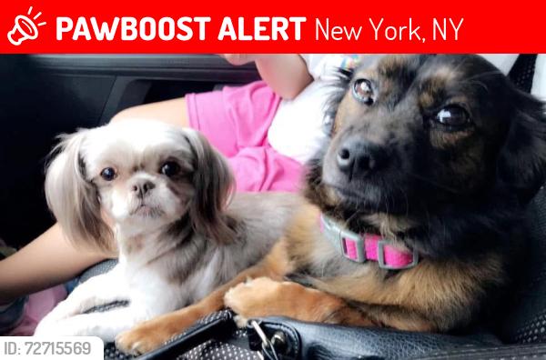 Lost Female Dog last seen 31st & 145tb, Tulsa, OK 74103