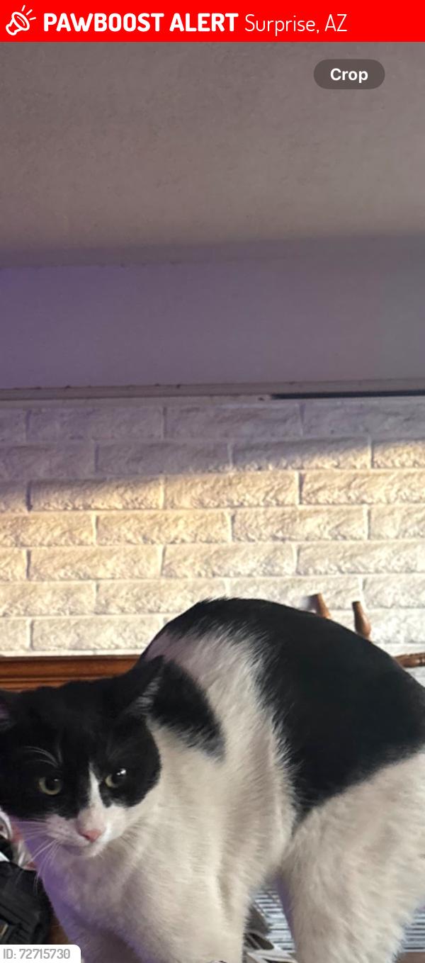 Lost Male Cat last seen Waddle , Surprise, AZ 85379