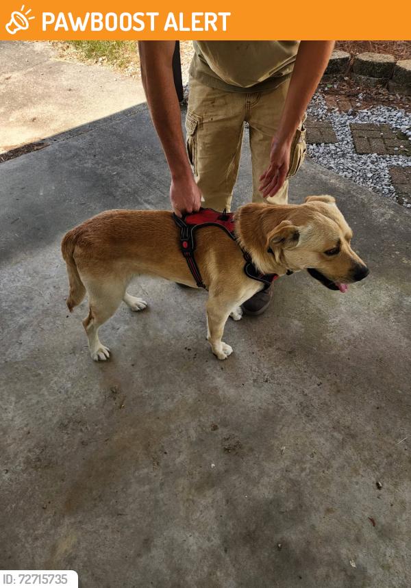 Found/Stray Male Dog last seen Ashland Bend Dr and Ashland Cir, possibly from Oak Hills Subdivision , Livingston Parish, LA 70726