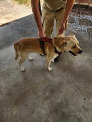 Found/Stray Male Dog last seen Ashland Bend Dr and Ashland Cir, possibly from Oak Hills Subdivision , Livingston Parish, LA 70726