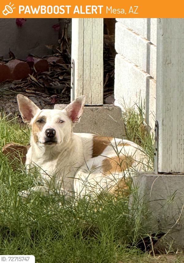 Found/Stray Unknown Dog last seen Rio Salado & Longmore , Mesa, AZ 85201