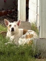 Found/Stray Unknown Dog last seen Rio Salado & Longmore , Mesa, AZ 85201
