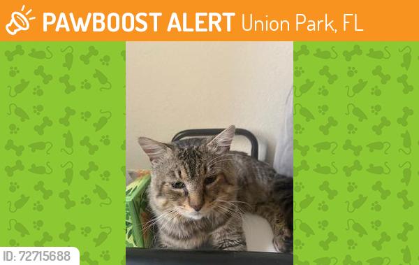 Found/Stray Male Cat last seen Found in apmt complex near Jay Blanchard Park, Union Park, FL 32817